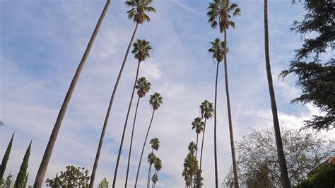 California palmiye